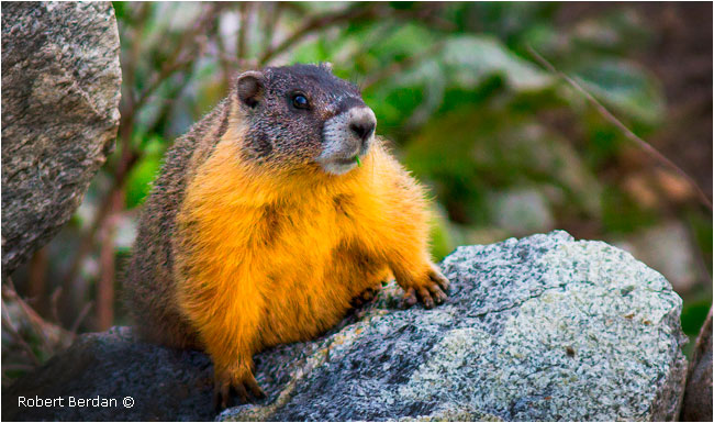 Yellow-bellied marmot by Robert Berdan ©