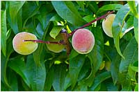Peaches by Robert Berdan ©