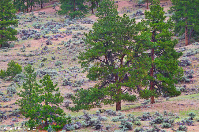 Ponderosa pines and sage brush Okanagan valley by Robert Berdan ©