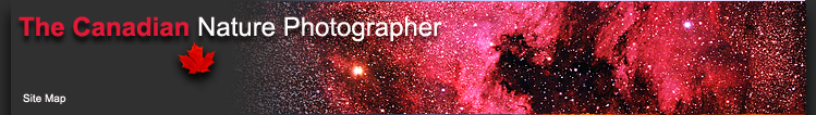 banner photograph of the North American Nebula by Jack Newton ©