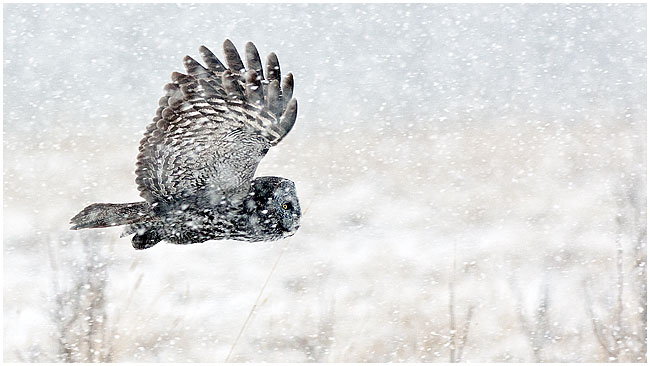 Great Gray Owl in a snowstorm by Robert Berdan ©