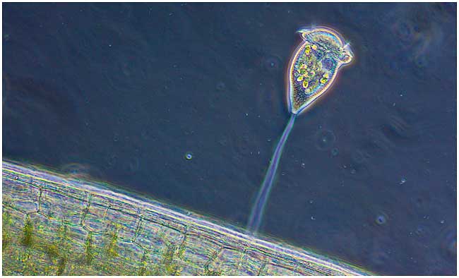 vorticella single cell protozoan by Robert Berdan ©