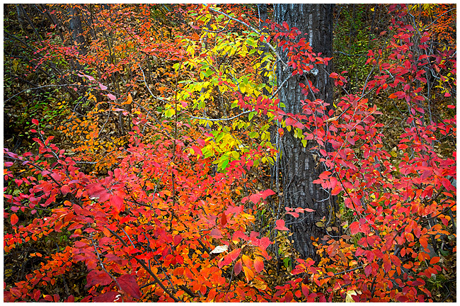 Autumn leaves Bowmount Park by Robert Berdan 
