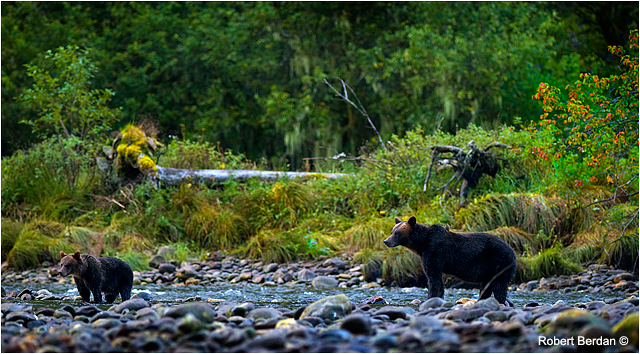 Grizzly bear and cub Mussel inlet BC by Robert Berdan ©