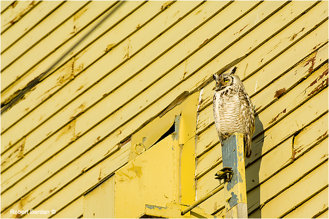Great horned owl in front of grain elevator by  Robert Berdan ©