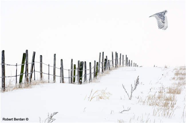 Winter scene with fence and flying snowy owl by Robert Berdan ©