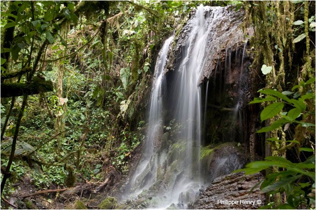 Waterfall in cloud forest by Philippe Henry ©