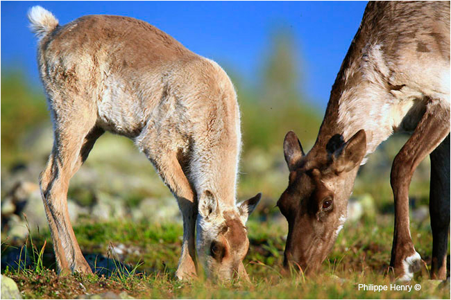 Gaspesie Caribou calf and female by Philippe Henry ©