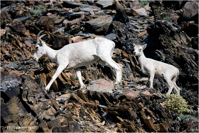 Dall sheep and lamb by Philippe Henry ©