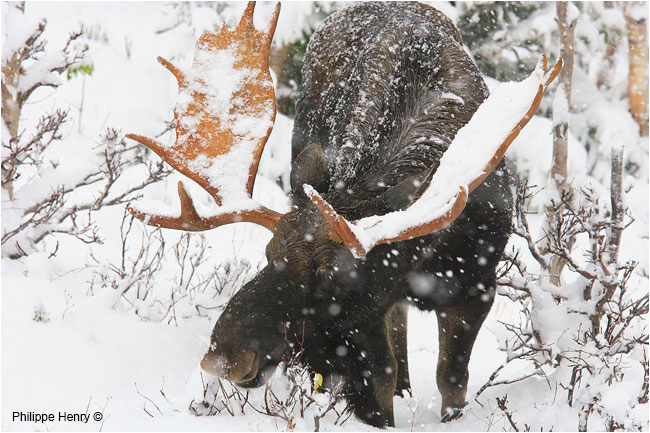 Gaspesie Bull moose by Philippe Henry ©
