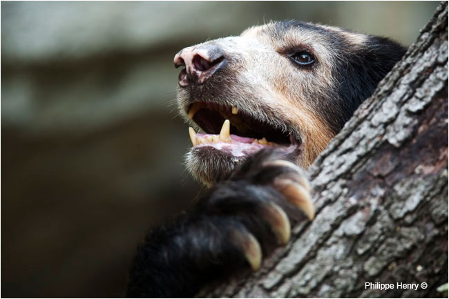 Captive Andean Bear by Philippe Henry ©