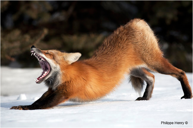Red fox stretching by Philppe Henry ©