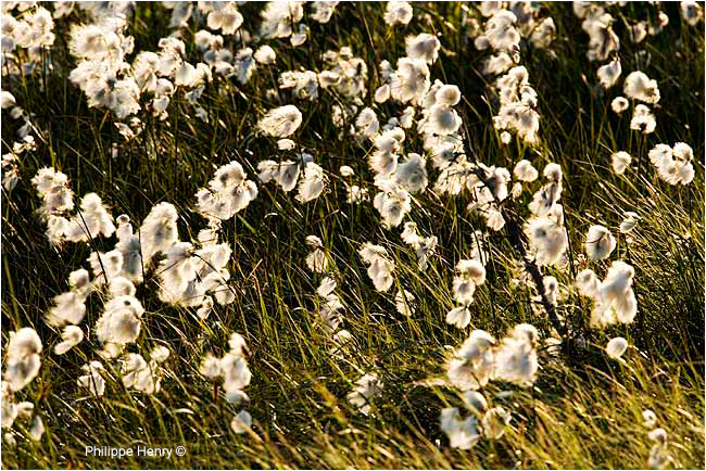 Cotton grass by Philippe Henry ©
