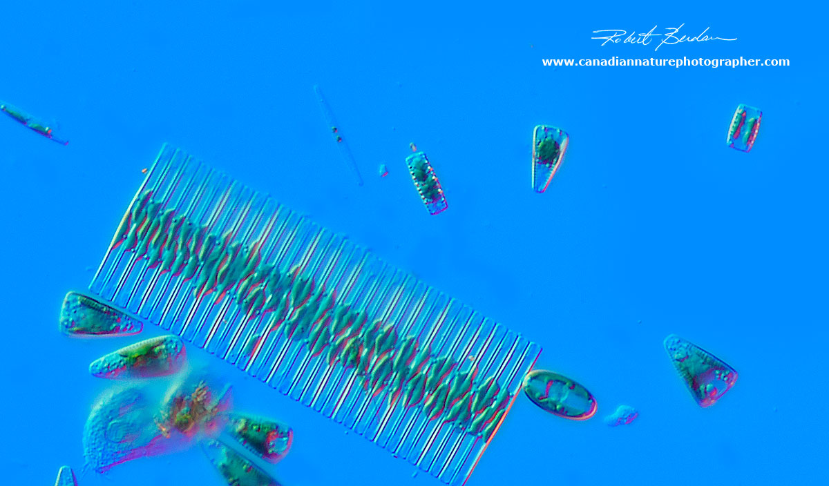 A variety of Diatoms collected at the Silversprings waterfall by Robert Berdan ©