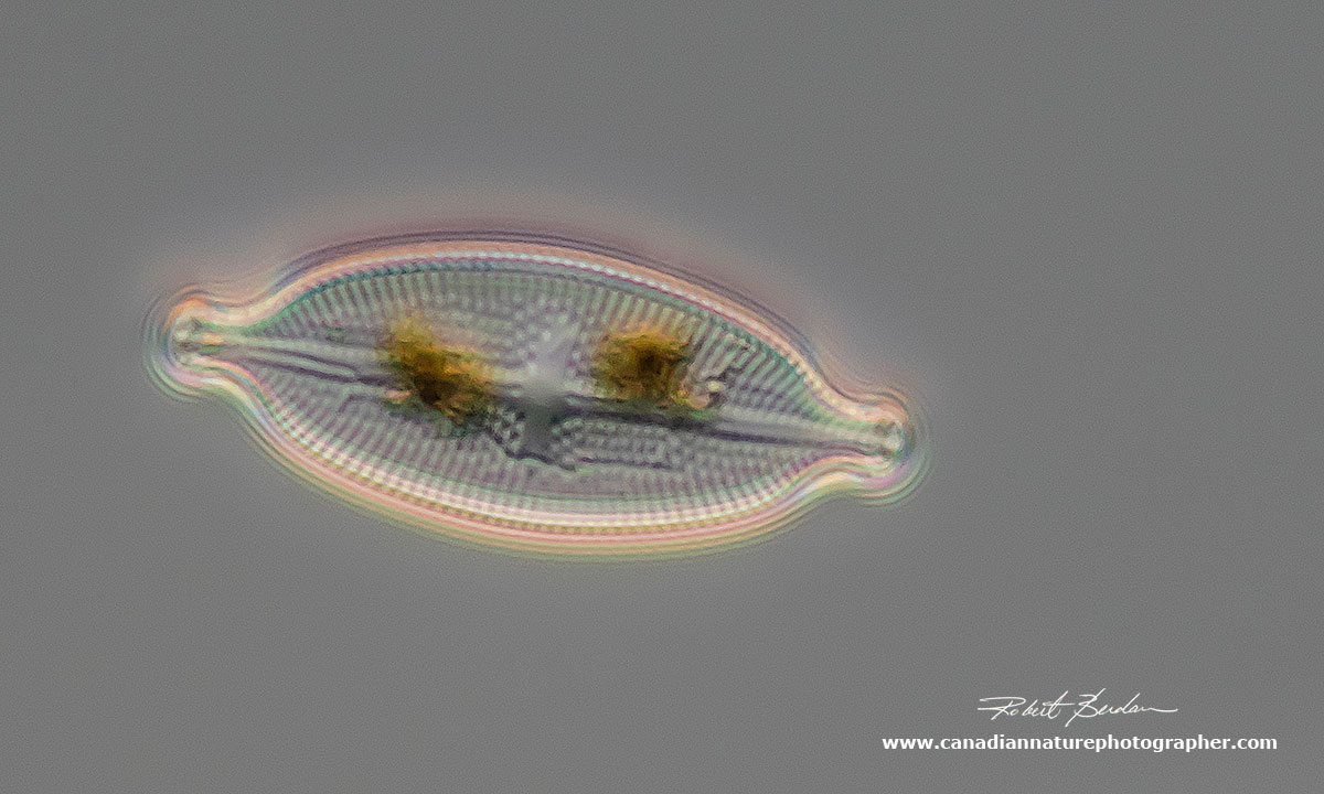 Diatom Stauroneis phoencentron Valve View 400X DIC microscopy  by Robert Berdan ©