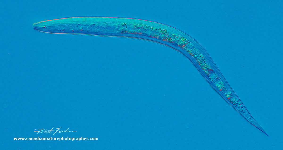 Nematodes are small transparaent worms common in soil and freshwater 200X DIC by Robert Berdan ©