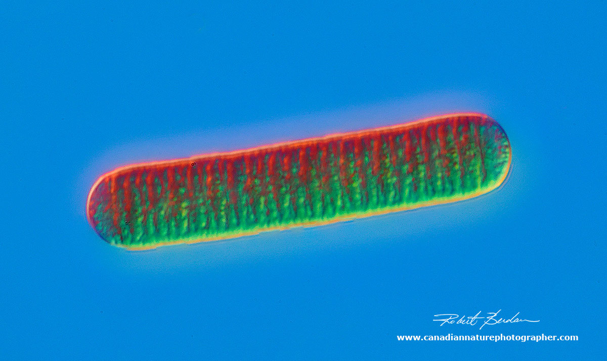 Blue-green algae - Oscillatoria 600X DIC microscopy  by Robert Berdan ©