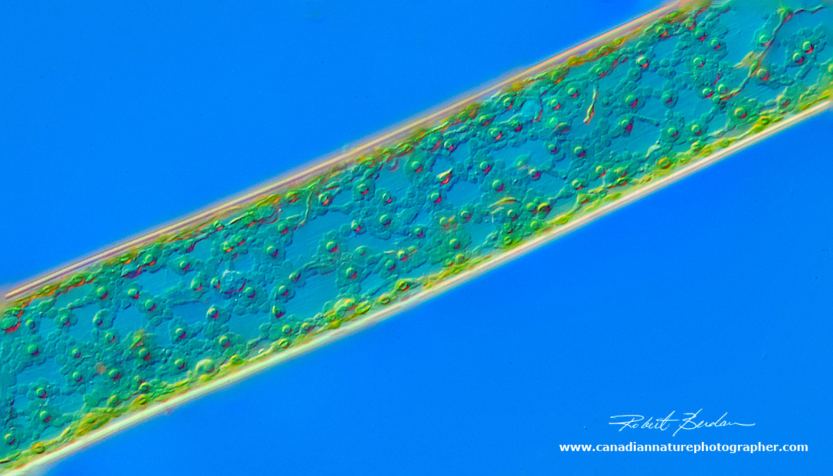 Cladophora - focus stack 200X Differential Interference (DIC) microscopy  by Robert Berdan ©