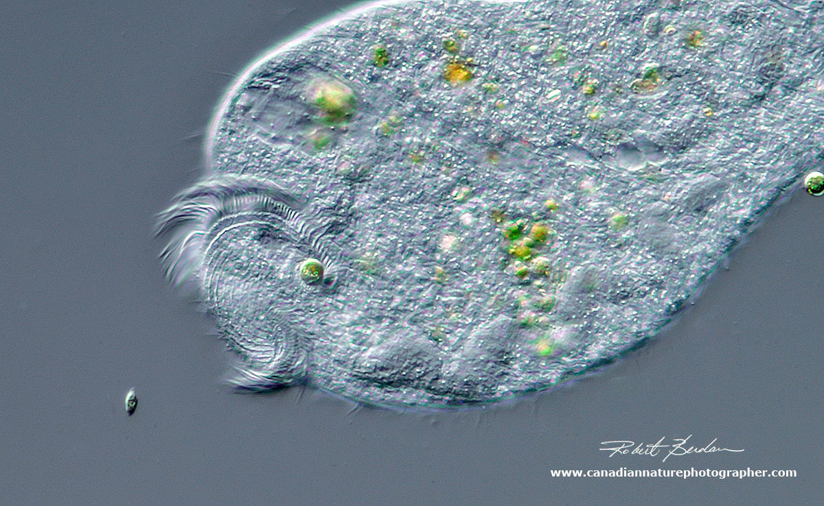 Stentor roeselii - close up of the apical end showing the cilia that brings food into its cytosome  by Robert Berdan ©