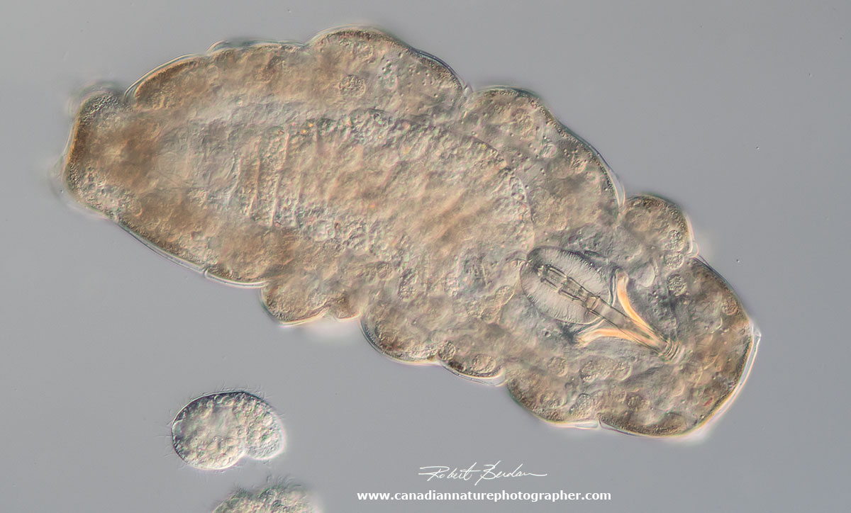 Tardigrade  and small ciliate 200X DIC microscopy by Robert Berdan ©