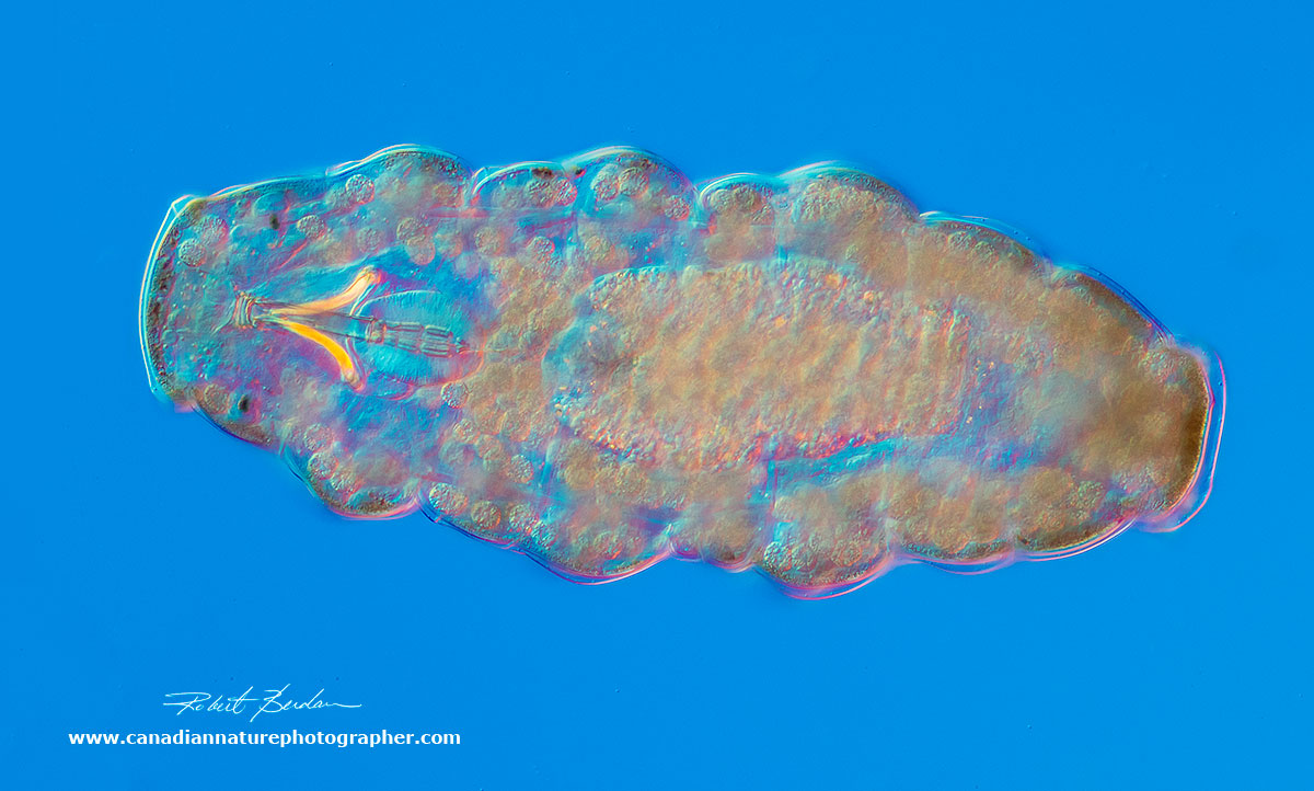 Dorsal view of a Water bear (Tardigrade) about 200X DIC microscopy by Robert Berdan ©