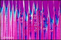 Cross section of white pine polarizing microscope 400X by Robert Berdan