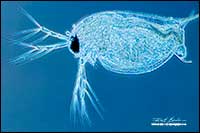 Water flea Daphnia phase contrast microscopy 50X by Robert Berdan