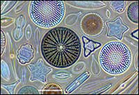 Freshwater diatoms phase contrast microscopy 400Xby Robert Berdan