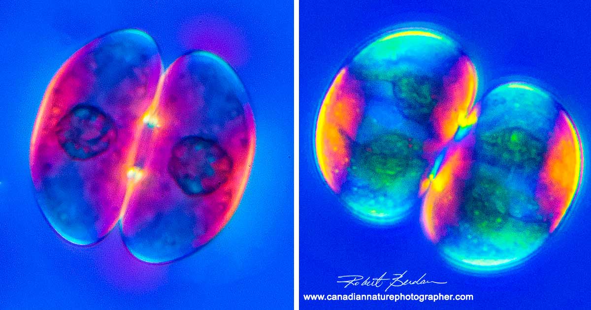 Cosmarium Desmids Polarized light microscopy 400X  Robert Berdan ©