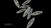 Paramecium caudatum Darkfield microscopy 100X by Robert Berdan