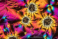 Vitamin C crystals by polarized light microscopy by Robert Berdan ©