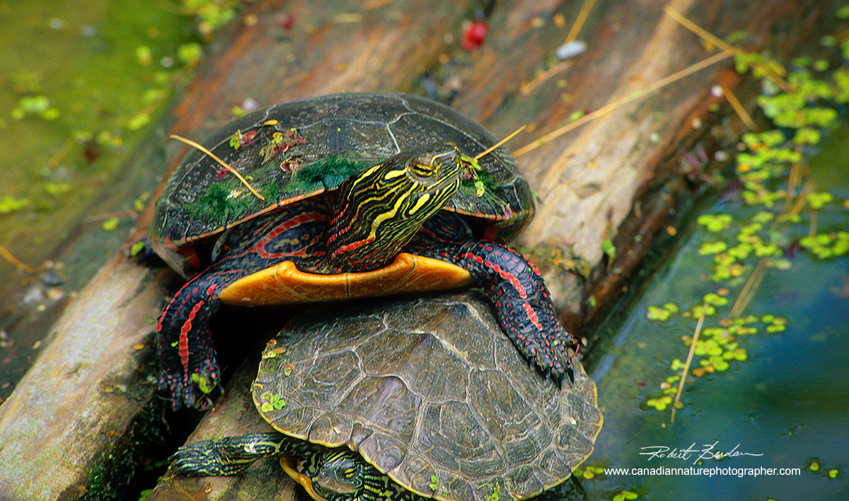 Painted turtles - Wye Marsh, Midland, Ontario Robert Berdan ©