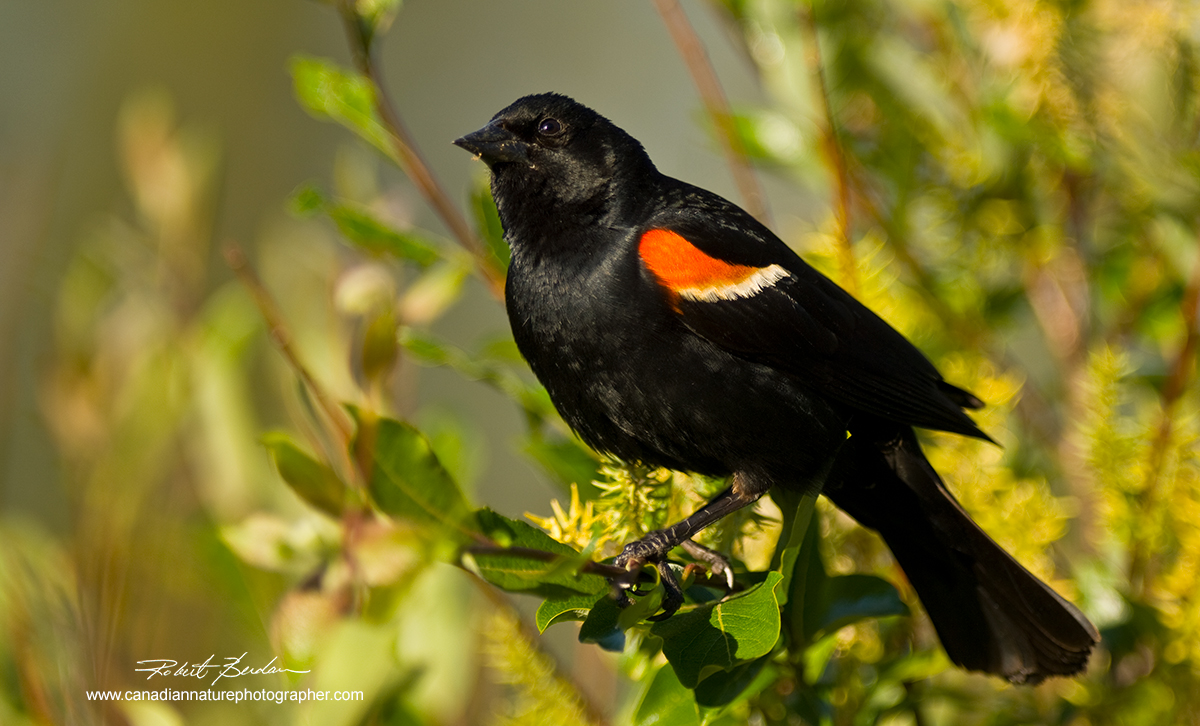 Red-winged black bird male by Robert Berdan ©
