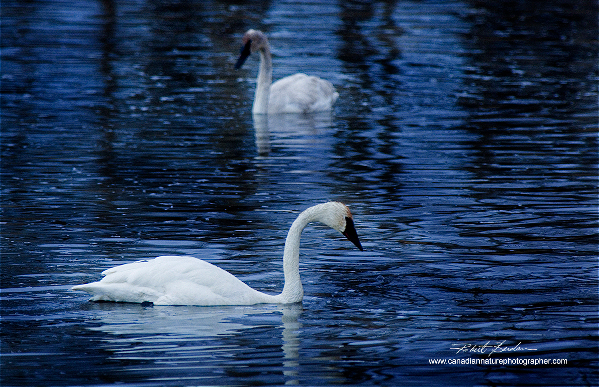 Trumpeter swans photographed in ponds next to highway 1 to Banff, Alberta by Robert Berdan ©