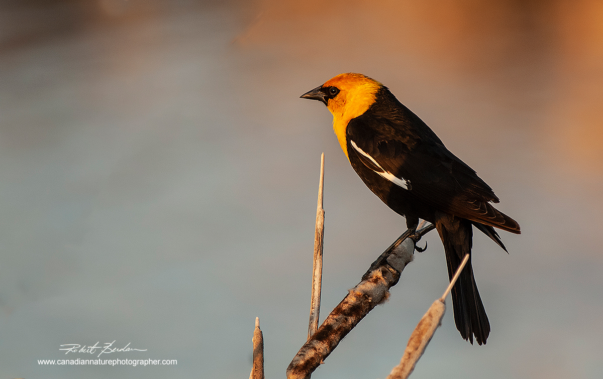 Yellow-headed black bird (male) in marsh east of Calgary by Robert Berdan ©