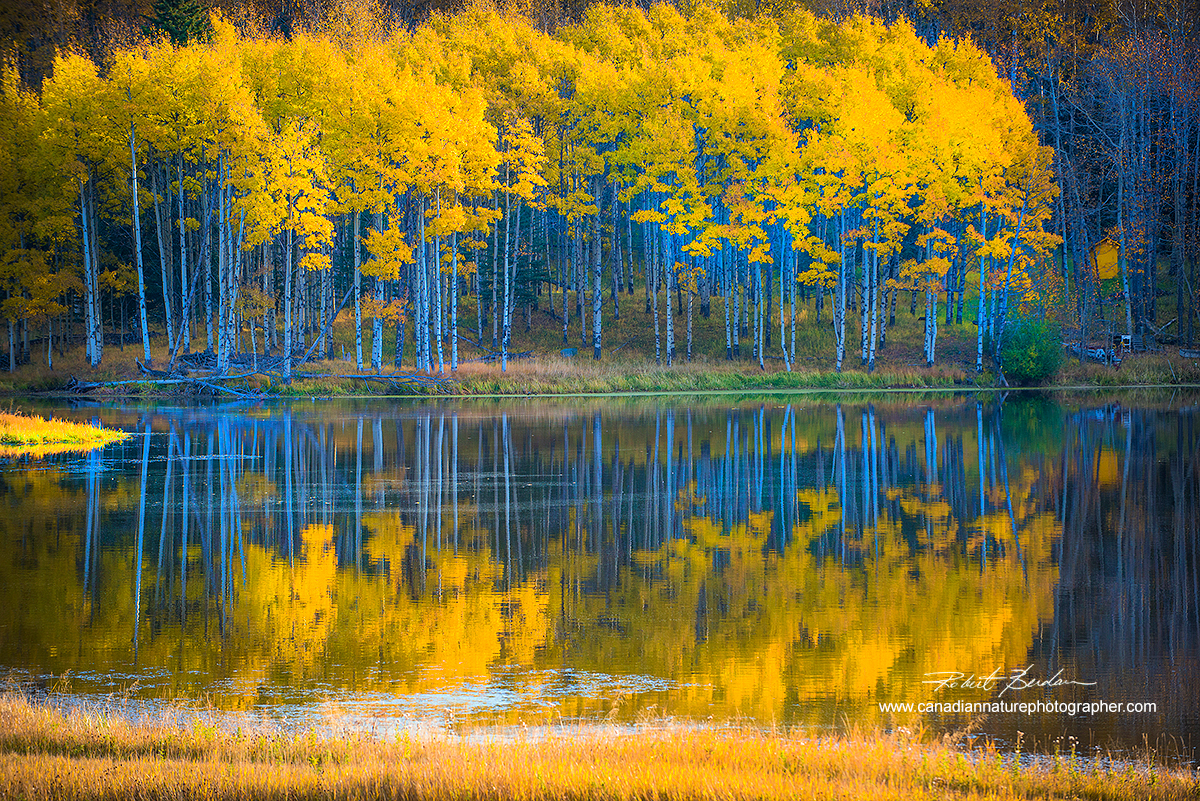 Pond near Water Valley, Alberta in autumn by Robert Berdan ©