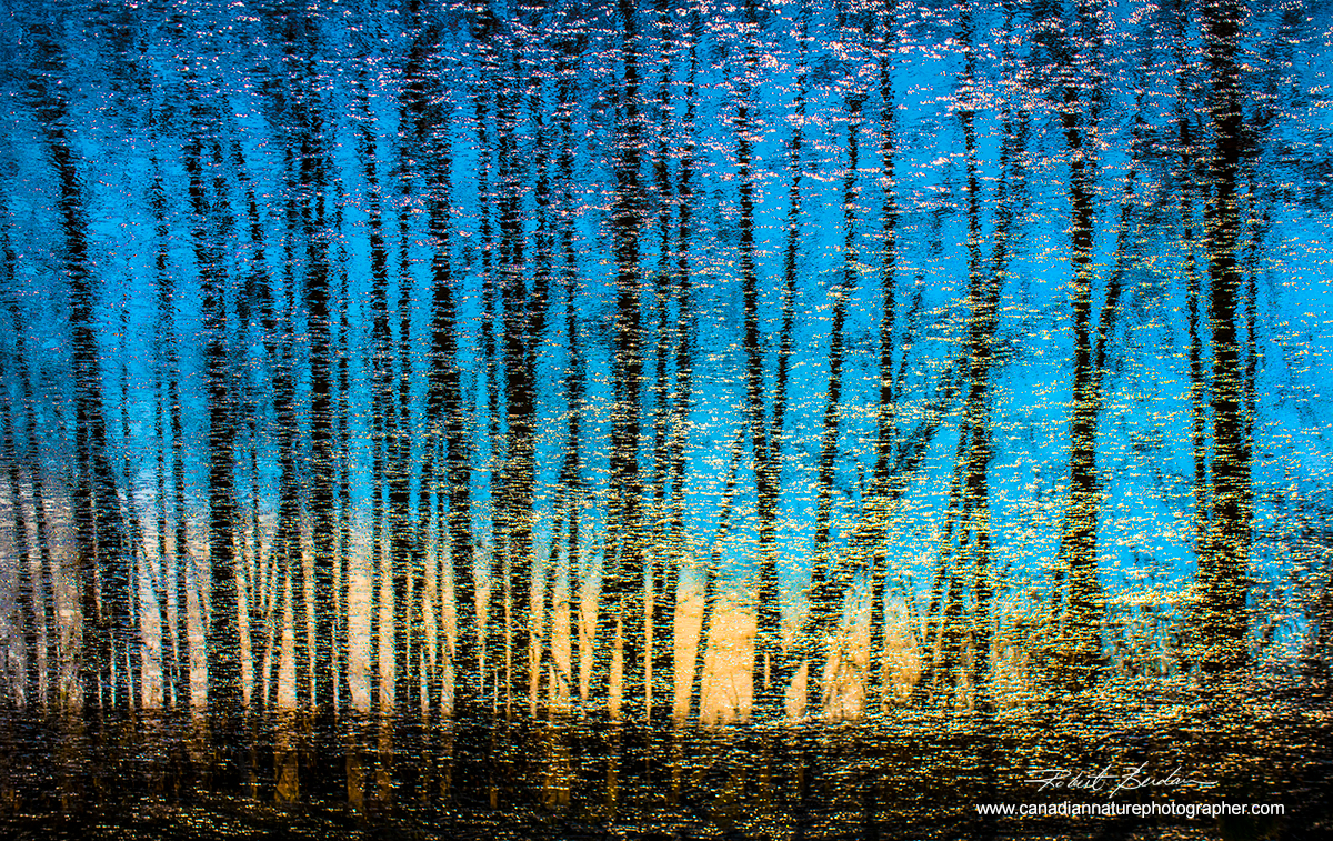 Abstract reflections of trees in a pond. by Robert Berdan ©
