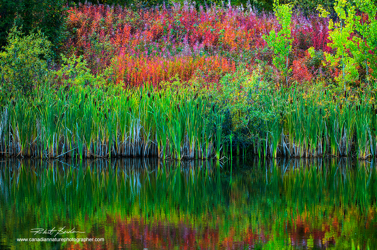 Cattails and Fireweed reflected in pond outside of Yellowknife, North West Territories by Robert Berdan ©