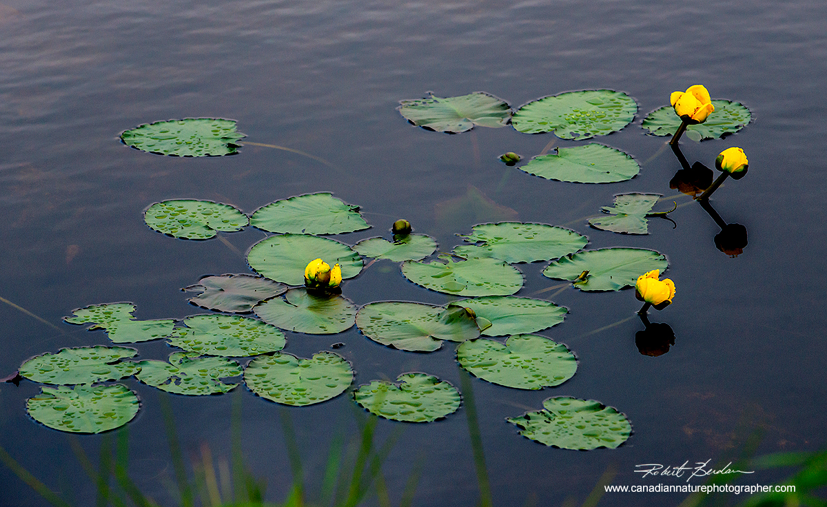 Yellow Water-lily photographed in New Brunswic Robert Berdan ©