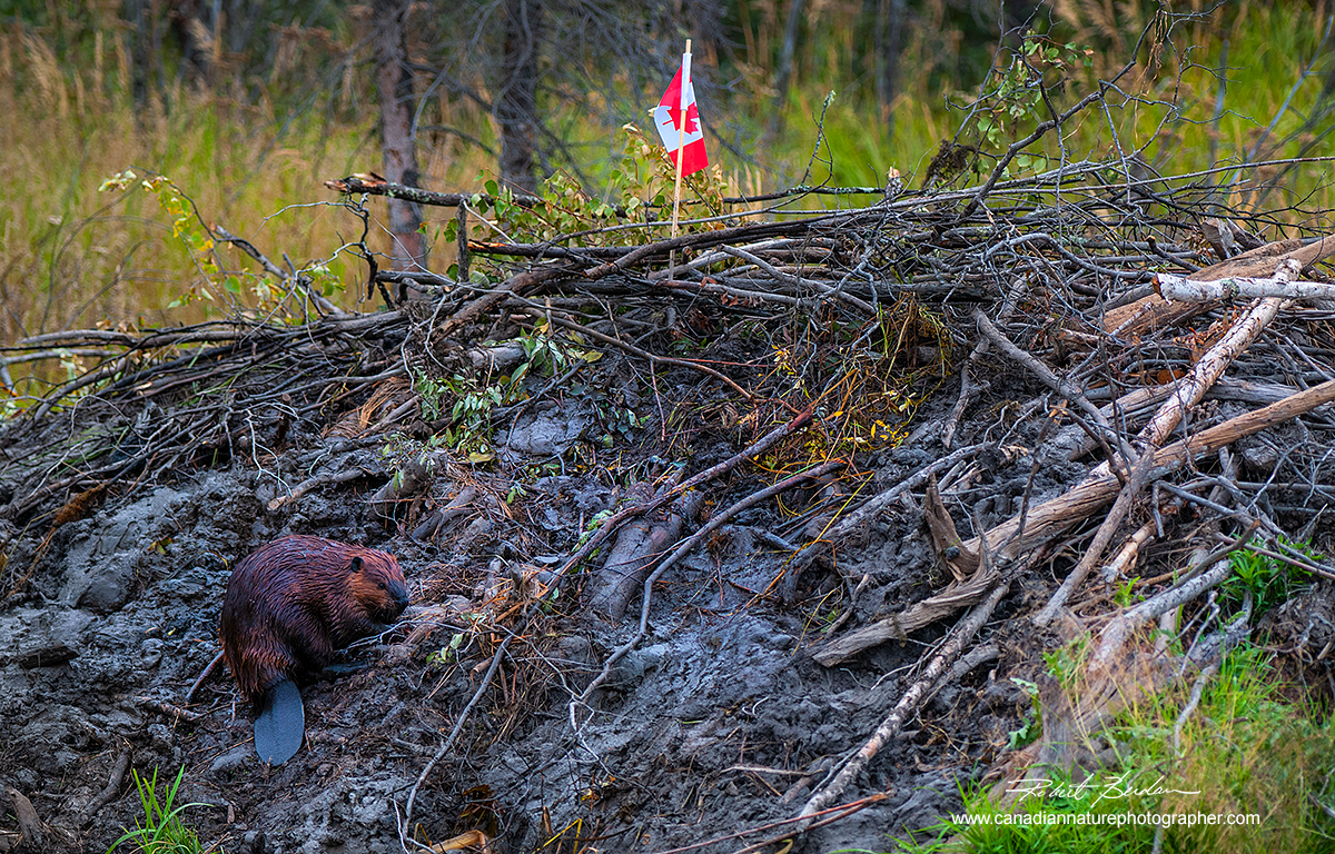 Beaver on his hut with a Canadian Flag by Robert Berdan ©