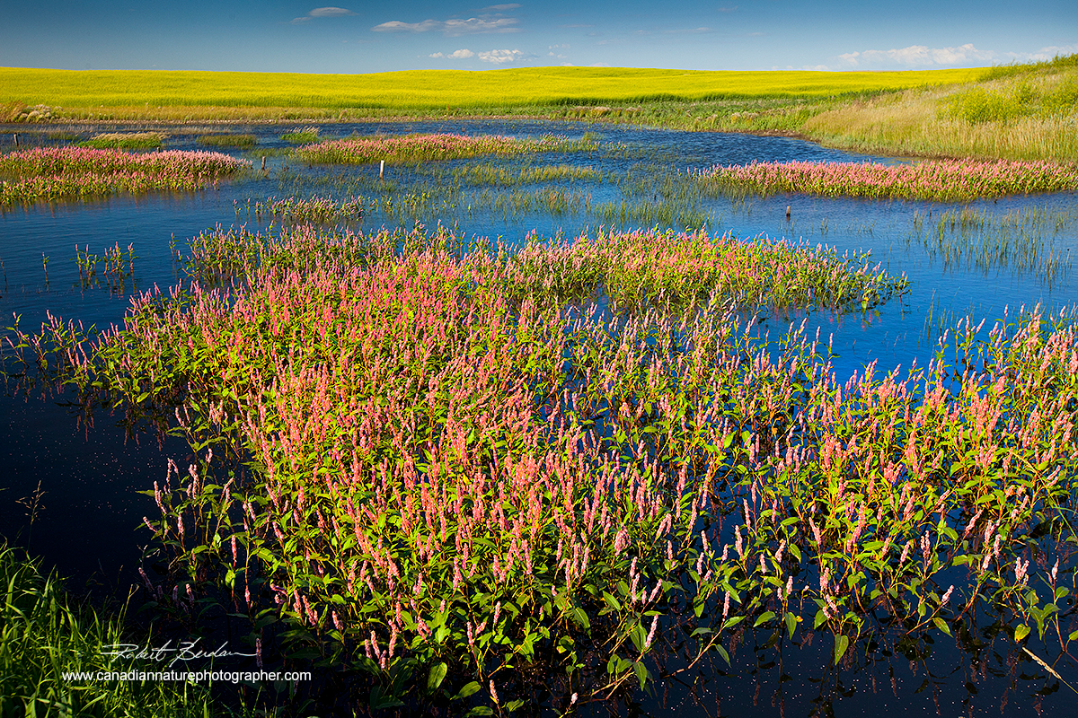 Prairie pond near Grasslands National Park, Saskatchewan by Robert Berdan ©