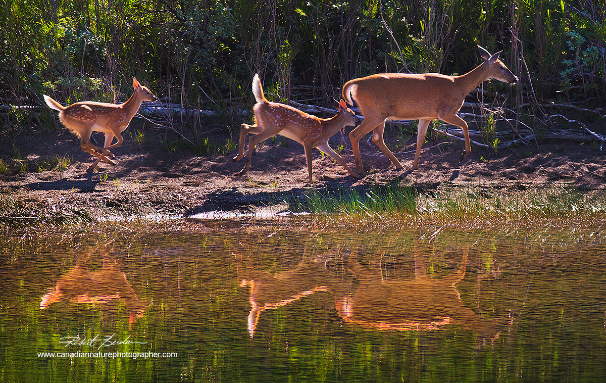 White-tailed deer and two Does next to a shallow pond in Waterton National Park, Alberta. Robert Berdan ©