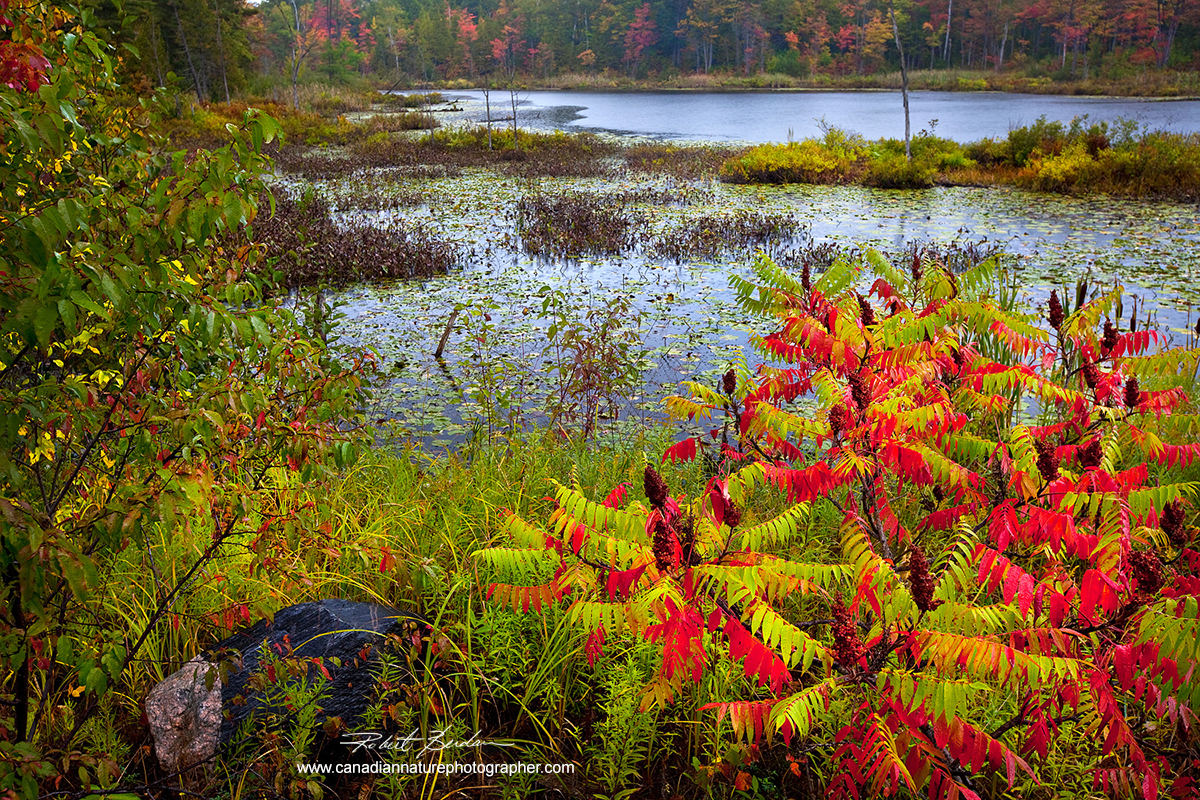 Small pond-marsh near Port Severn Ontario in autumn by Robert Berdan ©