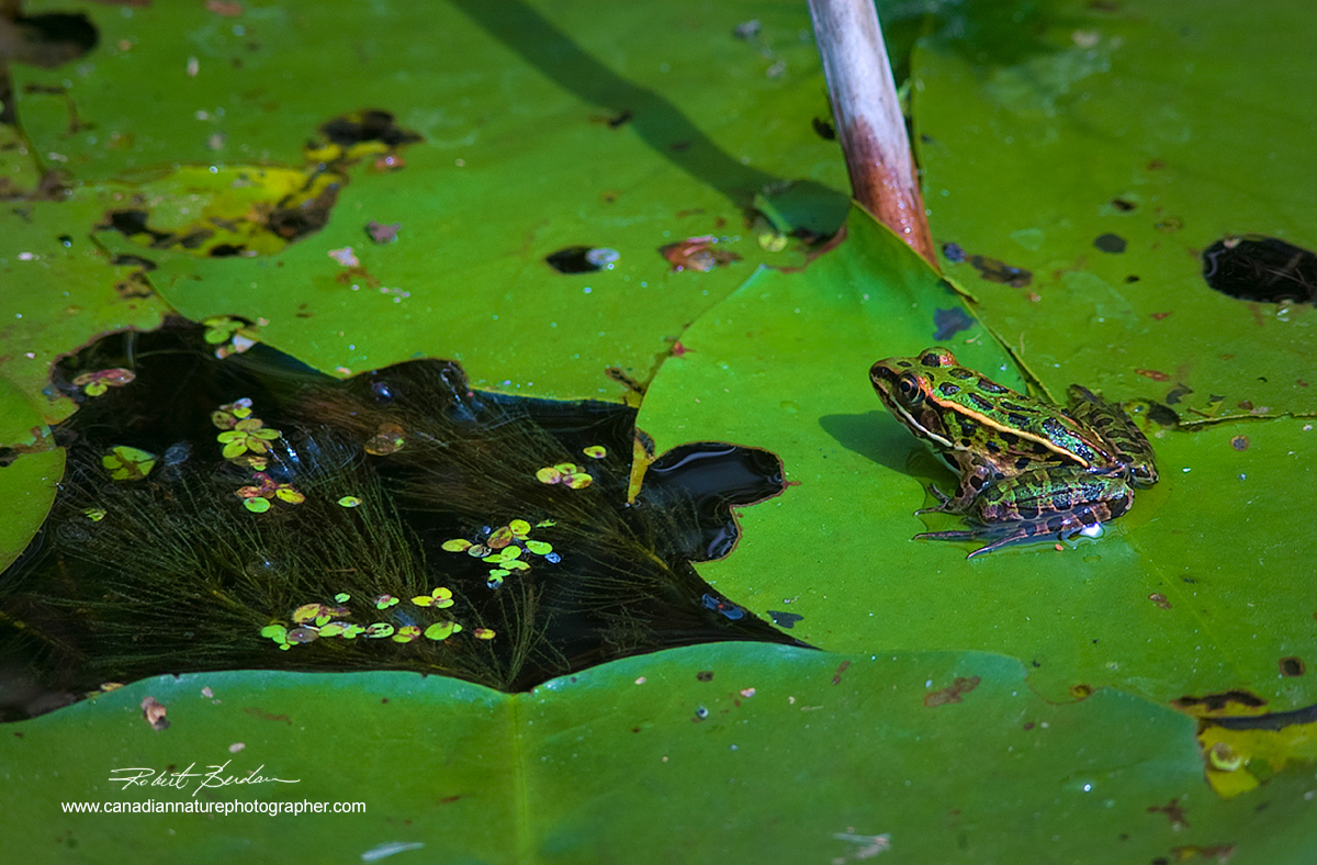 Leopard frog resting on Lilly pads, Wye Marsh, Midland, Ontario Robert Berdan ©