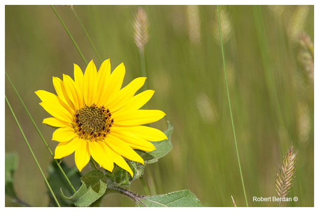 Annual Sunflower by Robert Berdan 