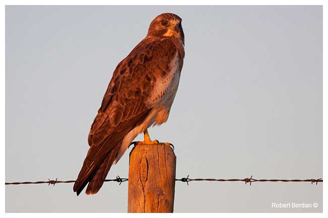Red-tailed Hawk by Robert Berdan ©