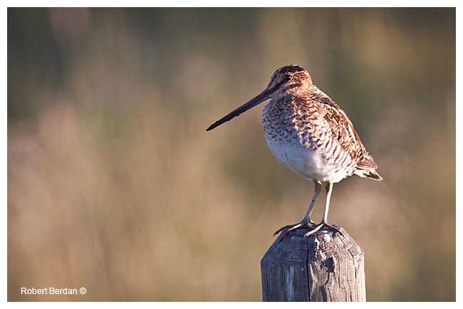 Common snipe by Robert Berdan ©