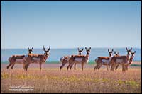 Pronghorn Antelope Alberta by Robert Berdan