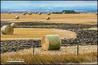 Hay bails and Rocky Mountains north of Calgary by Robert Berdan