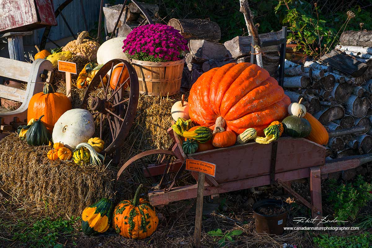 vegetable display in Perkinsfield, Ontario by Dr. Robert Berdan ©